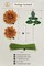 20PCS Artificial Silk Dahlia Flowers – Burnt Orange Faux Waterlily Dahlias with Stems for DIY Wedding Bouquets, Centerpieces, Baby Shower & Home Party Decor